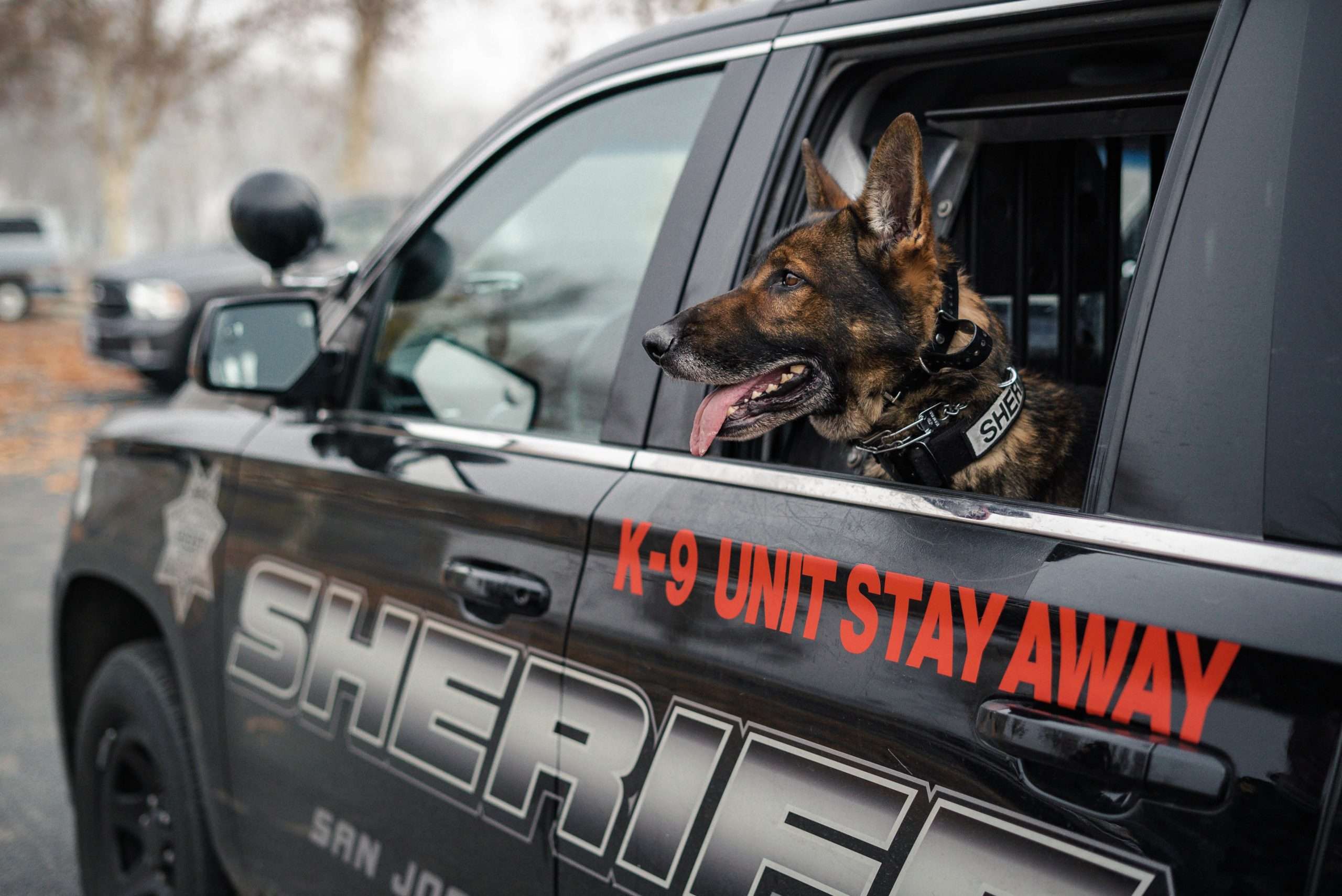A San Joaquin County Sheriff's K-9 looks out the window of a patrol vehicle